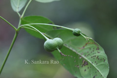 Cleidion spiciflorum